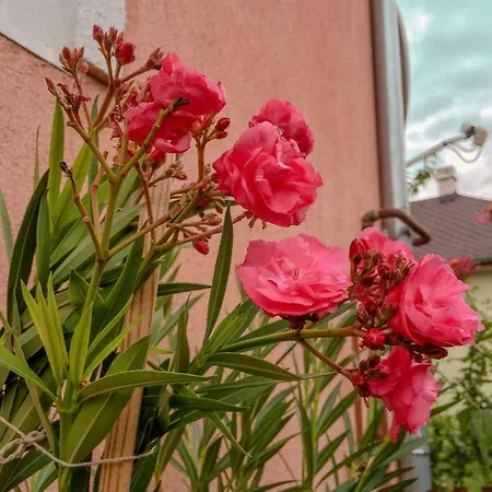 Сasa de vacaciones Wéber Apartman *
